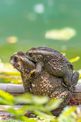 Toads mate during the rainy season or when it rains.