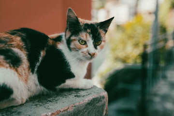 A calm calico cat rests on a stone ledge, bathed in warm daylight. Its focused gaze and detailed fur patterns create a peaceful, natural street-scene moment.
