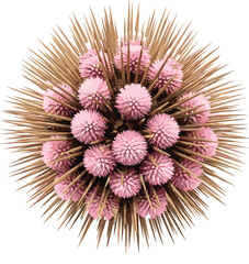 Top View of Abstract Globe Thistle or Echinops Flower Head, Pink Petals and Sharp Protective Spines, Spherical Seed Pod, Botanical and Prickly Texture Vector Graphic Isolated on White.