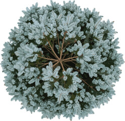 Top View of Blue Spruce or Conifer Tree, Realistic Architectural Visualization Asset, Green and Blue Foliage Shrub, High-Quality Render for Landscape and Architecture Plans Isolated on White.