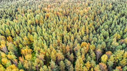 Aerial drone view on wild forest landscape, many green trees from above, pine forest background