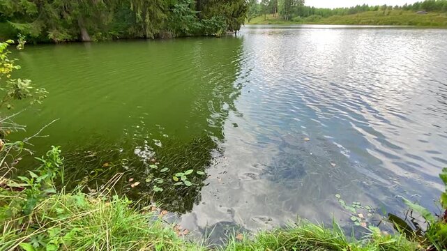 Green Pond Surface with Aquatic Plants.