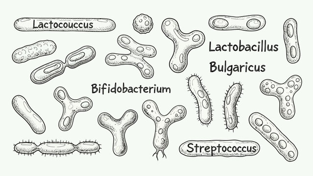 Various probiotic bacteria shapes including lactobacillus, bifidobacterium, streptococcus