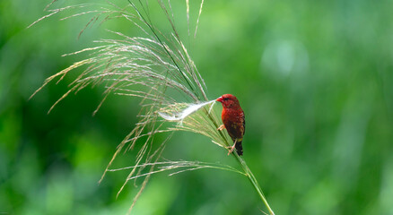 red avadavat, red munia or strawberry finch (Amandava amandava)