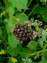 Macro Shot of Dried Wild Burrs or Seeds Cluster in Green Foliage