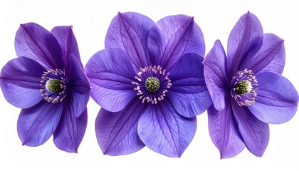 Trio of purple, blooming flower blossoms
