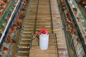 Protecting Poultry With Disinfectant Spray on Chicken Farms