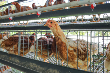 Concerned Chickens Confined in Cramped Cages on Factory Farm