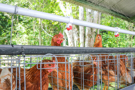 Curious Brown Chickens Inside Poultry Farm Cage Drinking Water