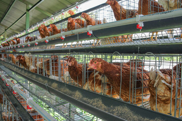 Sustainable Poultry Farming Showcasing Healthy Brown Chickens