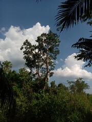 Obraz premium Lone Tall Tree Against Dramatic Clouds