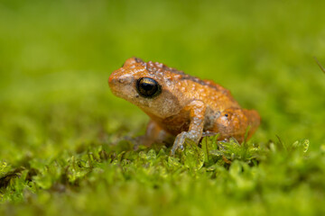 frog on grass