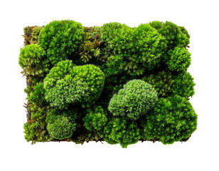 Lush green moss clusters on a dark rectangular frame