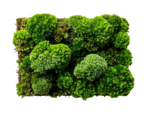 Lush green moss clusters on a dark rectangular frame