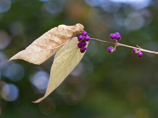 初冬に紫の実をつけるヤブムラサキ