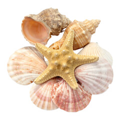 Ocean Treasures: A collection of exquisite seashells and a starfish, each possessing unique textures and forms, evoke a sense of coastal serenity.