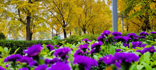Beijing olympic forest park in autumn