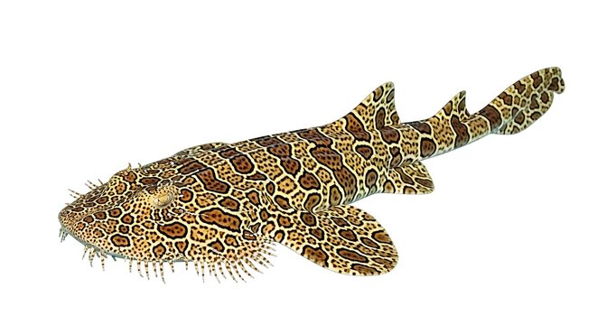 Leopard shark displays distinctive spotted pattern against white background.