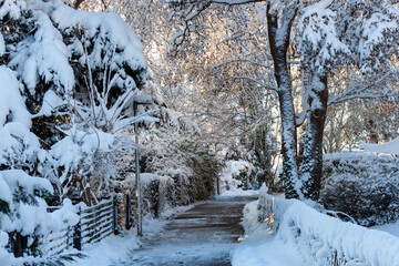 Beautiful winter landscape featuring a cleared snowy path lined with trees and fences heavy with fresh snow
