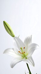 Fototapeta premium Close-up of a pure white lily and bud against a clean, white background