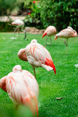 Flamingos resting on lush green grass in a tropical garden landscape, bright pink feathers and serene wildlife scene