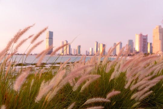 Sunset Sharjah city skyline with soft pink grass by the waterfront and golden light