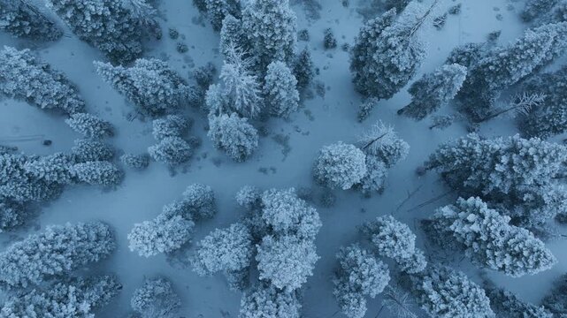 Slow motion scan uncovers frosted treetops, detailed aerial imagery of snowy woods during blue hour, precise scientific mapping captures snowcovered canopy structures and natural clearings from above