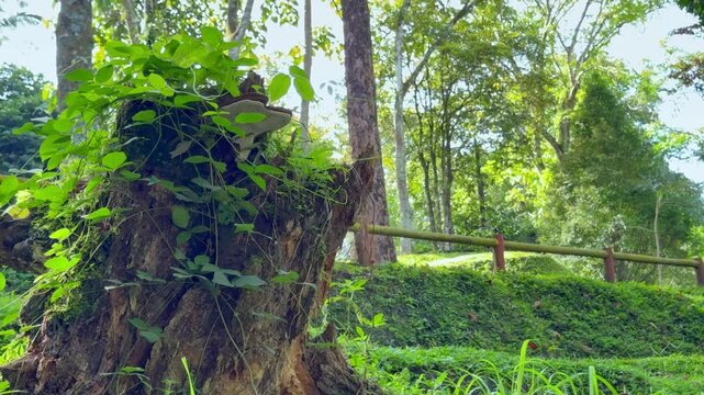 A weathered tree stump in a lush green forest overgrown with vibrant plants and a large mushroom. Cinematic Nature video
