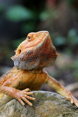 Obraz premium Bearded dragon lizard on Natural Habitat ,Close up image of Inland Bearded Dragon (Pogona vitticeps), Australian Bearded Dragon 