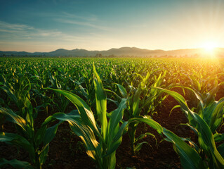 Fototapeta premium healthy green corn or maize leaves at agriculture plantation corn field beside agriculture farm.