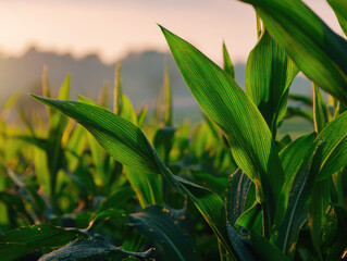 Fototapeta premium healthy green corn or maize leaves at agriculture plantation corn field beside agriculture farm.