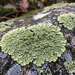 Pale green lichen grows on a textured stone surface.