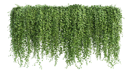Luxuriant cascade of emerald green foliage and delicate tendrils isolated on transparent surface