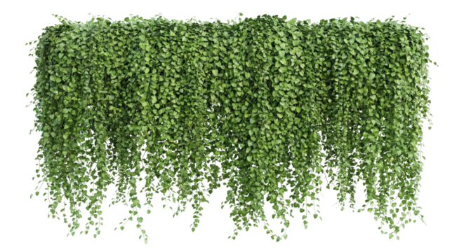 Luxuriant cascade of emerald green foliage and delicate tendrils isolated on transparent surface