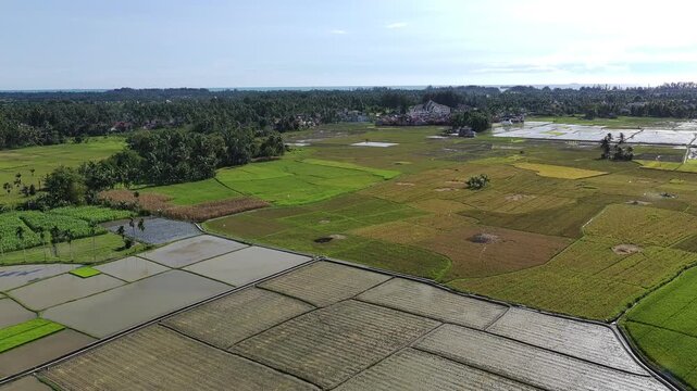 beautiful rice fields that have just been planted with rice and so on