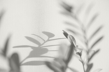 Shadows of flowers house plant on wall wallpapers white background. Design, card, abstract concept. Cloud Dancer color trend. Color Year 2026