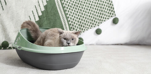 Cute British Shorthair cat in litter box at home © Pixel-Shot