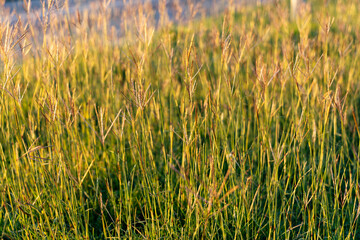 Fototapeta premium Sunlit Field Of Tall Grass In A Quiet Meadow With Gentle Breeze And Golden Stems
