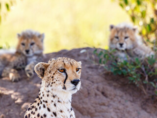 Cheetah family resting on a termite mound
