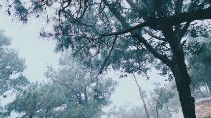 Misty Forest Scene with Tall Pine Trees and Soft Fog in Nature Setting