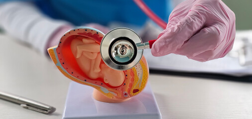 Doctor puts stethoscope to artificial model of womb with fetus on table in clinic.