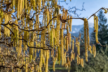 Haselnussbl&uuml;ten