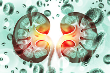  Detailed illustration showing a cross-section of the kidneys with magnified insets of nephrons actively filtering blood cells to produce urine. 3d illustration