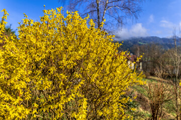 Forsythien - Bl&uuml;hender Strauch