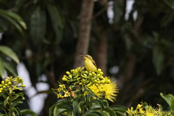 garden sunbird (Cinnyris jugularis)