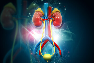 Human Kidney Anatomy on a Digital Health Interface. 3d illustration