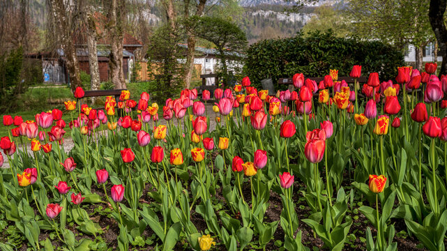 Tulpenbeet
