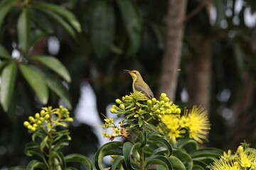 garden sunbird (Cinnyris jugularis) Queensland, Australia