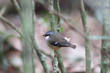 Obraz premium grey-headed robin (Heteromyias cinereifrons) Queensland Australia