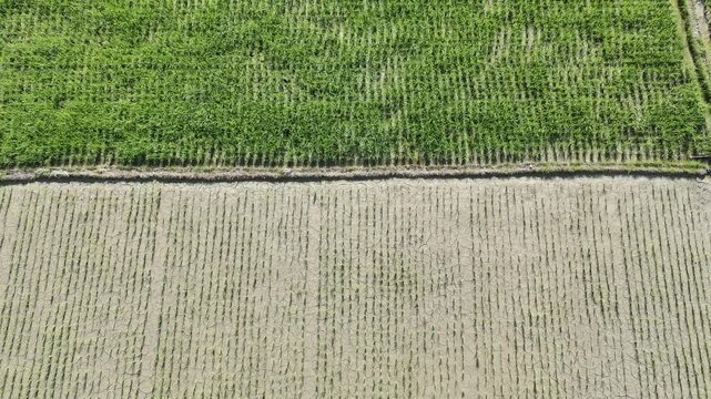 beautiful rice fields that have just been planted with rice and so on